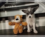 Small Photo #5 Pomsky Puppy For Sale in CHICAGO RIDGE, IL, USA