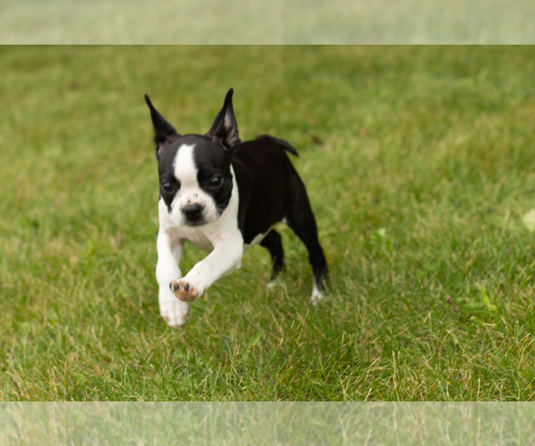 View Ad Boston Terrier Puppy for Sale near Indiana, MILFORD, USA. ADN