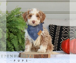 Bernedoodle (Miniature) Puppy for sale in NARVON, PA, USA