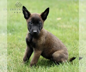 Belgian Malinois Puppy for Sale in NEW HOLLAND, Pennsylvania USA