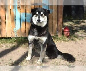 Siberian Husky Dogs for adoption in West Valley, UT, USA
