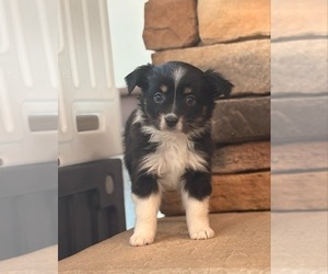 Medium Miniature Australian Shepherd