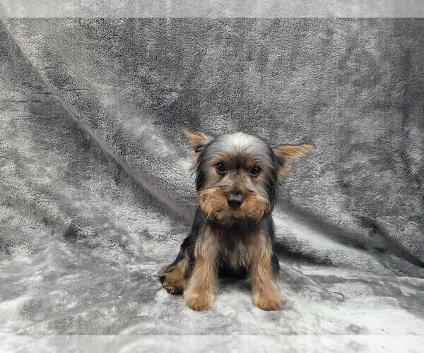 Medium Photo #1 Mutt Puppy For Sale in Lincolnwood, IL, USA