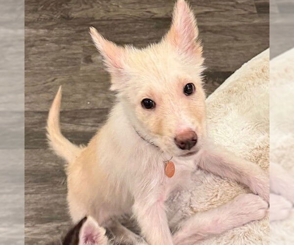 Medium Photo #2 Siberian Husky-Unknown Mix Puppy For Sale in Fargo, ND, USA