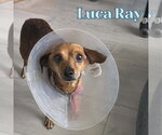 Small #3 Chiweenie