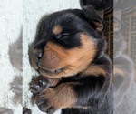 Small #2 Rottweiler