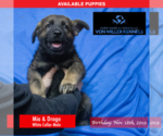 Small Photo #3 German Shepherd Dog Puppy For Sale in LONG GROVE, IL, USA