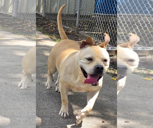 Moo Deng - Female Bulldog-Staffordshire Bull Terrier Mix Dog for Adoption - Photo #7