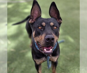 Rottweiler-Unknown Mix Dogs for adoption in Las Vegas, NV, USA