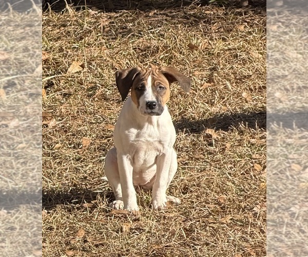 Medium Photo #22 America Bandogge Mastiff Puppy For Sale in SNELLVILLE, GA, USA