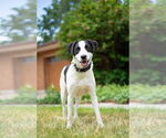 Small #15 Collie Mix