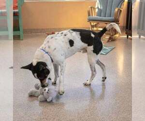 Boxer-Unknown Mix Dogs for adoption in Kennesaw, GA, USA