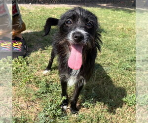 Border Terrier-Chihuahua Mix Dogs for adoption in Rockaway, NJ, USA