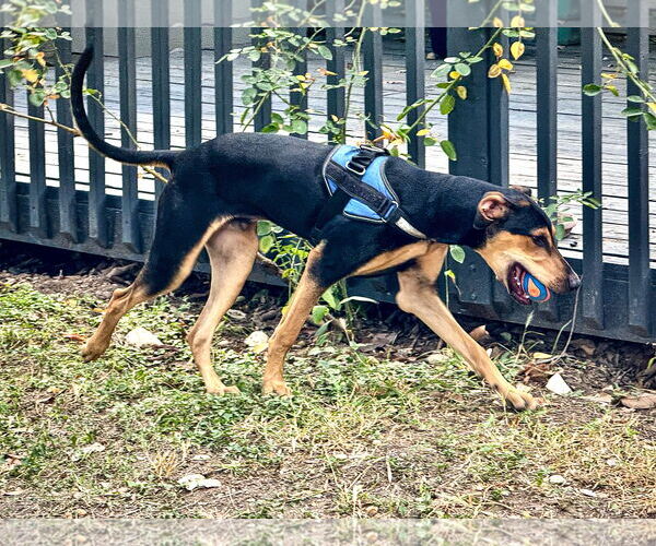 Medium Photo #5 Doberman Pinscher Puppy For Sale in Devine, TX, USA