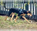 Small #4 Doberman Pinscher