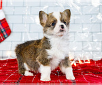 Small Photo #6 Cardigan Welsh Corgi Puppy For Sale in WAKARUSA, IN, USA