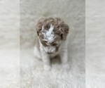 Small Photo #24 Double Doodle Puppy For Sale in PIERSON, FL, USA
