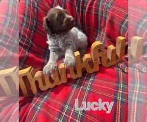 Wirehaired Pointing Griffon Puppy for Sale in CENTURY, Florida USA