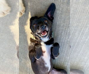 Scamp - Male Puggle Dog for Adoption - Photo #5
