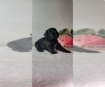 Small Photo #11 Schnauzer (Miniature) Puppy For Sale in MIAMI, FL, USA
