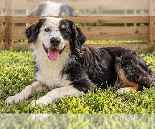 Medium Photo #1 Australian Shepherd Puppy For Sale in Dallas, TX, USA