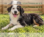 Liam - Male Australian Shepherd Dog for Adoption - Small photo