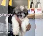 Small #3 Shih Tzu