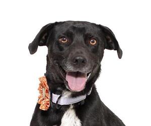 Labrador Retriever Dogs for adoption in Santa Maria, CA, USA