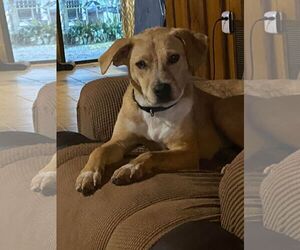 Luke - Male Mutt Dog for Adoption - Photo #5