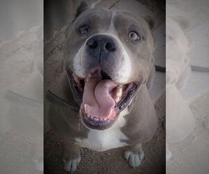 American Pit Bull Terrier Dogs for adoption in Oro Valley, AZ, USA