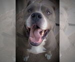Small American Pit Bull Terrier