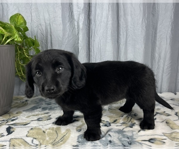 Medium Photo #5 Dachshund Puppy For Sale in GREENWOOD, IN, USA