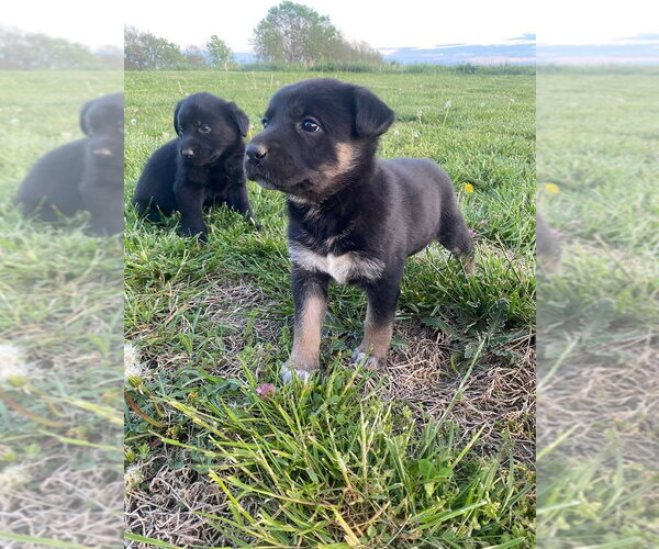 Medium Photo #4 Shepradors Puppy For Sale in Aurora, IN, USA