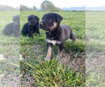 Small #3 Shepradors
