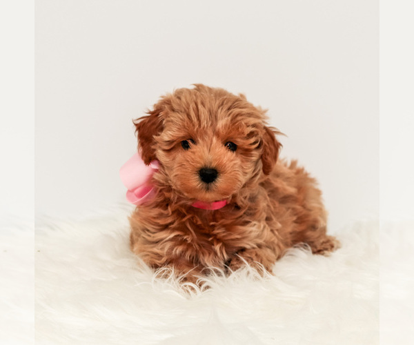 Medium Photo #1 Maltipoo Puppy For Sale in LITTLE ROCK, AR, USA