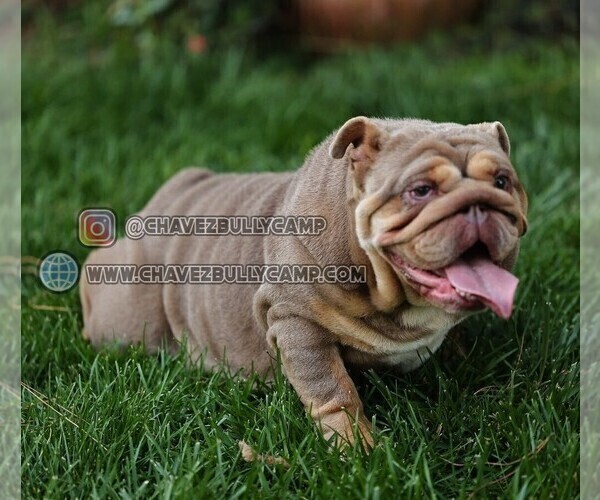 Medium Photo #1 English Bulldog Puppy For Sale in MURRIETA, CA, USA
