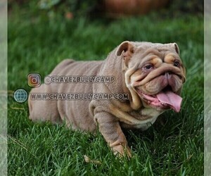 Mother of the English Bulldog puppies born on 07/23/2025