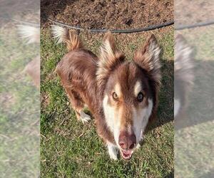 Border Collie-Siberian Husky Mix Dogs for adoption in Plano, TX, USA