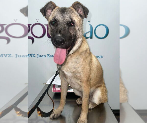 Medium Photo #2 German Shepherd Dog-Unknown Mix Puppy For Sale in Lake Forest, CA, USA
