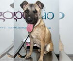 Small #1 German Shepherd Dog Mix