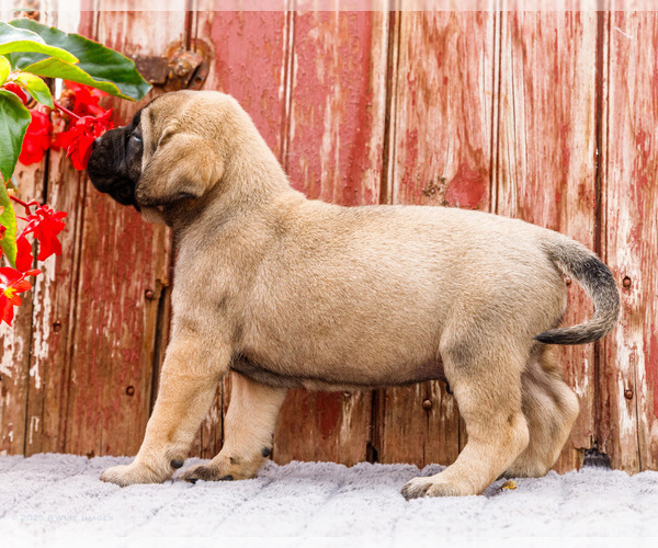 Medium Photo #73 Mastiff Puppy For Sale in WAKARUSA, IN, USA