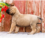 Small Photo #73 Mastiff Puppy For Sale in WAKARUSA, IN, USA