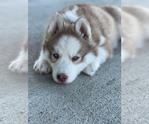 Siberian Husky Puppy for sale in OTTERVILLE, MO, USA