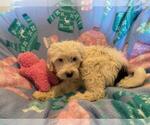 Small Photo #11 Miniature Bernedoodle Puppy For Sale in LEETONIA, OH, USA