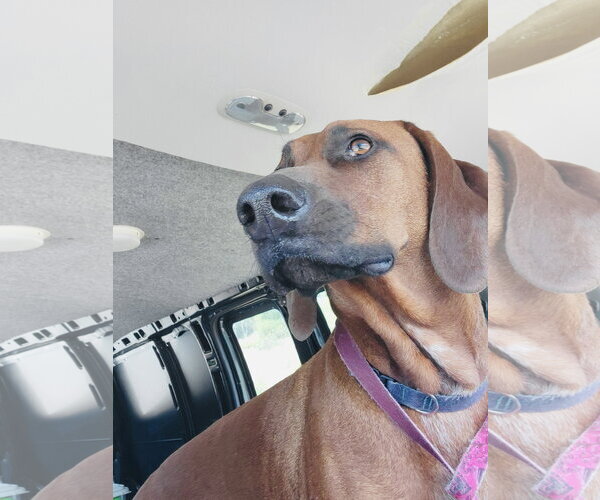 Medium Photo #2 Redbone Coonhound-Unknown Mix Puppy For Sale in Rockaway, NJ, USA