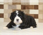Small #1 Bernedoodle (Miniature)