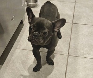 French Bulldog Puppy for sale in MIAMI, FL, USA