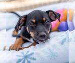 Small Photo #13 Chihuahua-Colonial Cocker Spaniel Mix Puppy For Sale in San Diego, CA, USA
