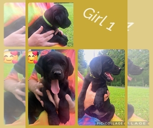 Golden Labrador Puppy for sale in CENTRAL CITY, KY, USA