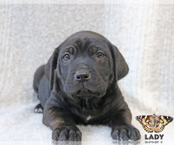 Medium Photo #3 Mastiff-Unknown Mix Puppy For Sale in Wakefield, RI, USA